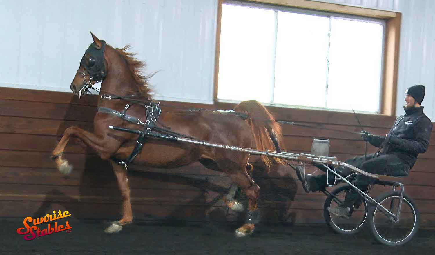 hlsj-no-pressure-2 HLSJ No Pressure, Morgan mare for sale