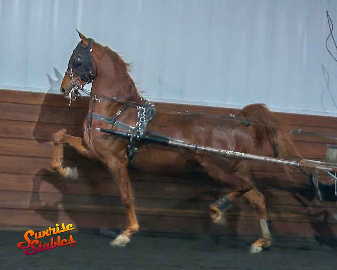 hlsj-no-pressure-3 HLSJ No Pressure, Morgan mare for sale