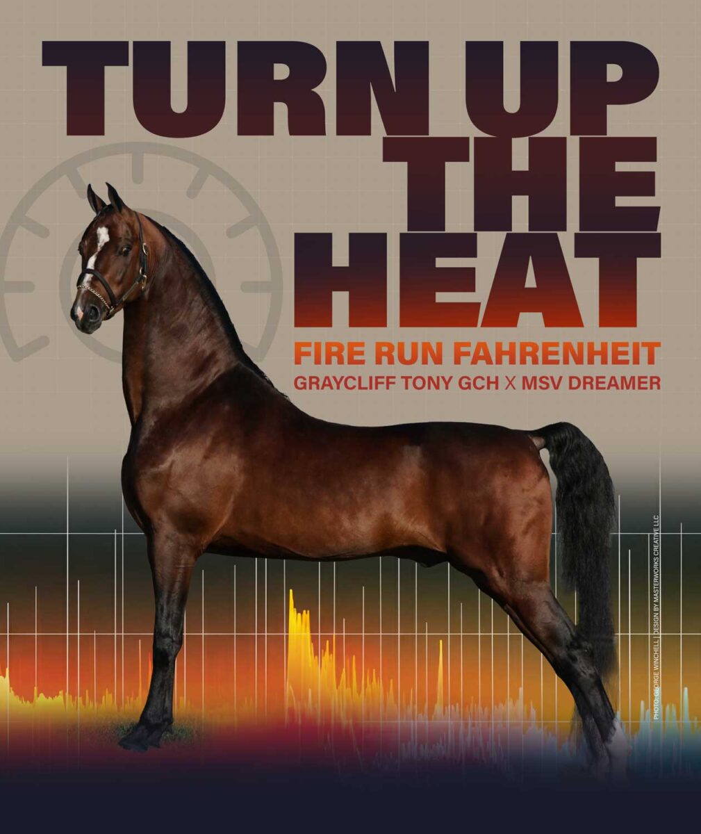 Fire Run Fahrenheit, Morgan stallion standing at stud