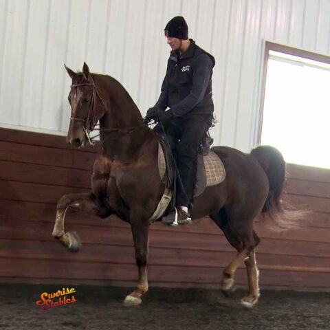 Blackgum Snapback, Morgan gelding for sale