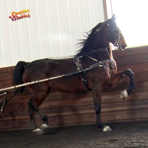 bvms pretty lady, morgan mare for sale