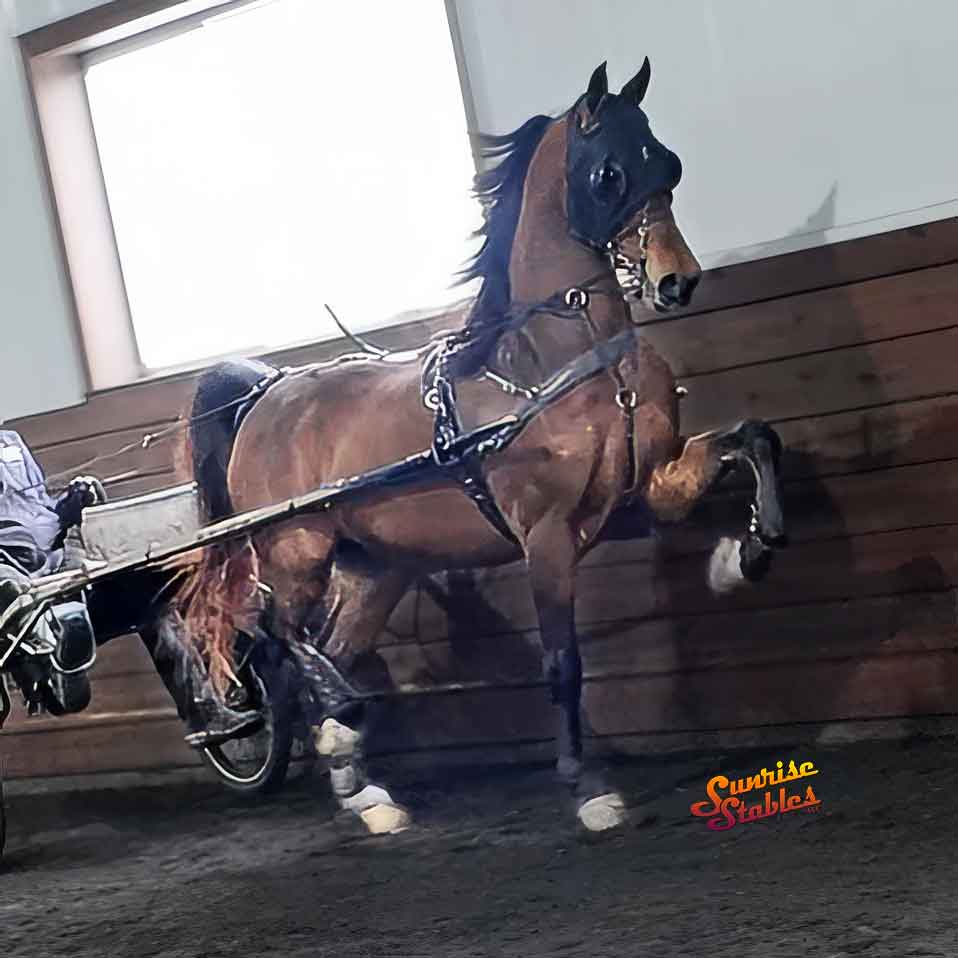 refined-by-fire-6 Refined By Fire, Morgan gelding for sale