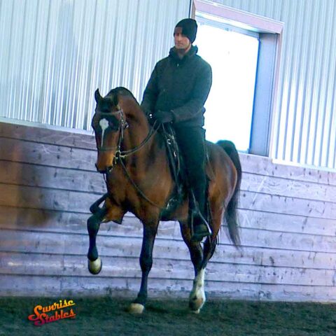 SSLLC Genesis, Morgan Stallion For Sale