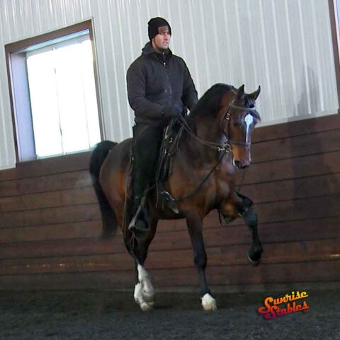 SSLLC Genesis, Morgan Stallion For Sale