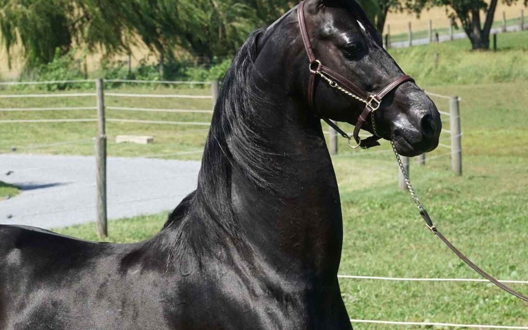 TMMS He’s Addicting