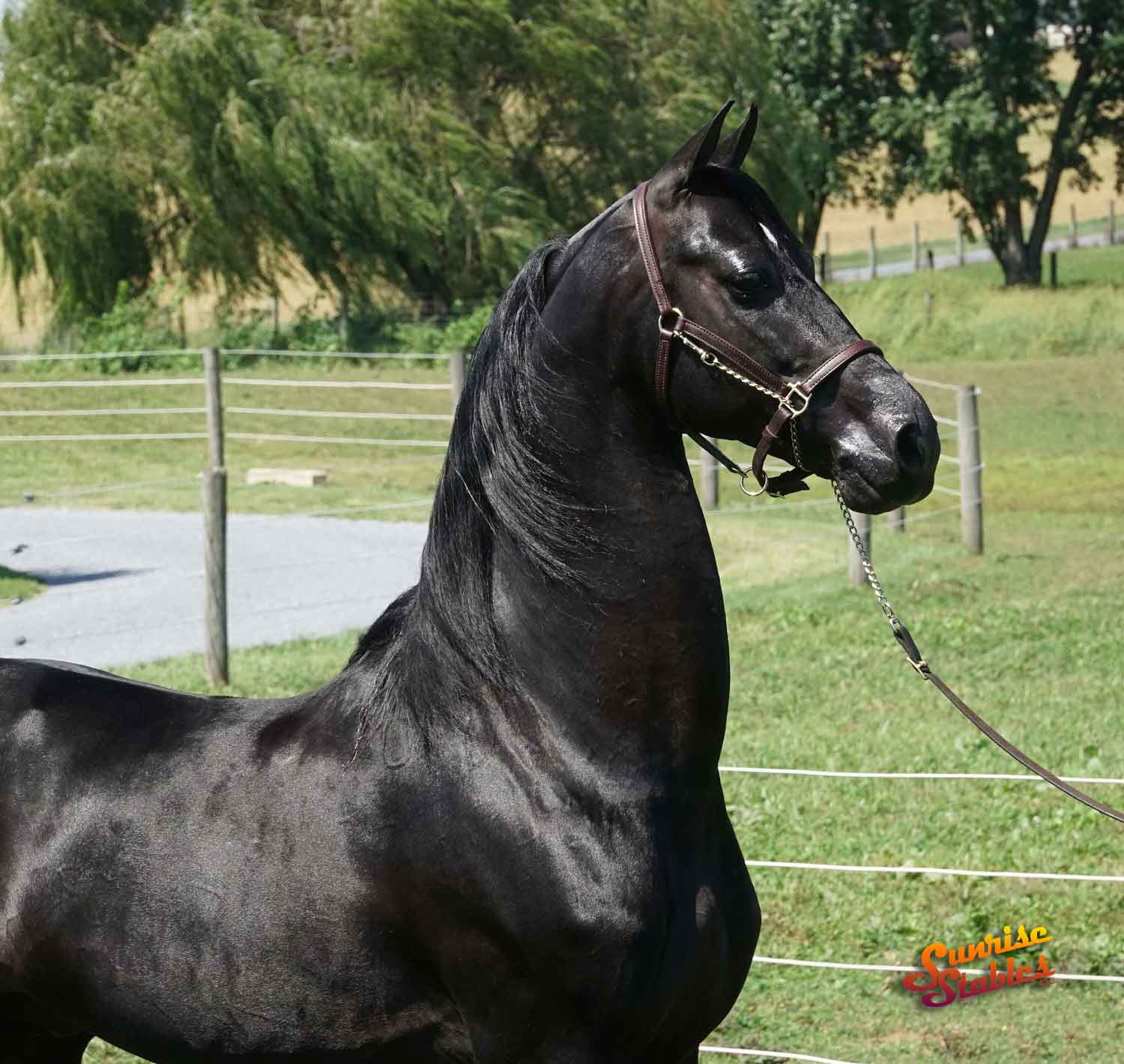 TMMS He’s Addicting