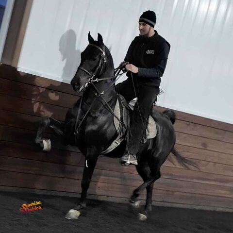 Running Free, Morgan gelding for sale