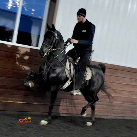 Running Free, Morgan gelding for sale