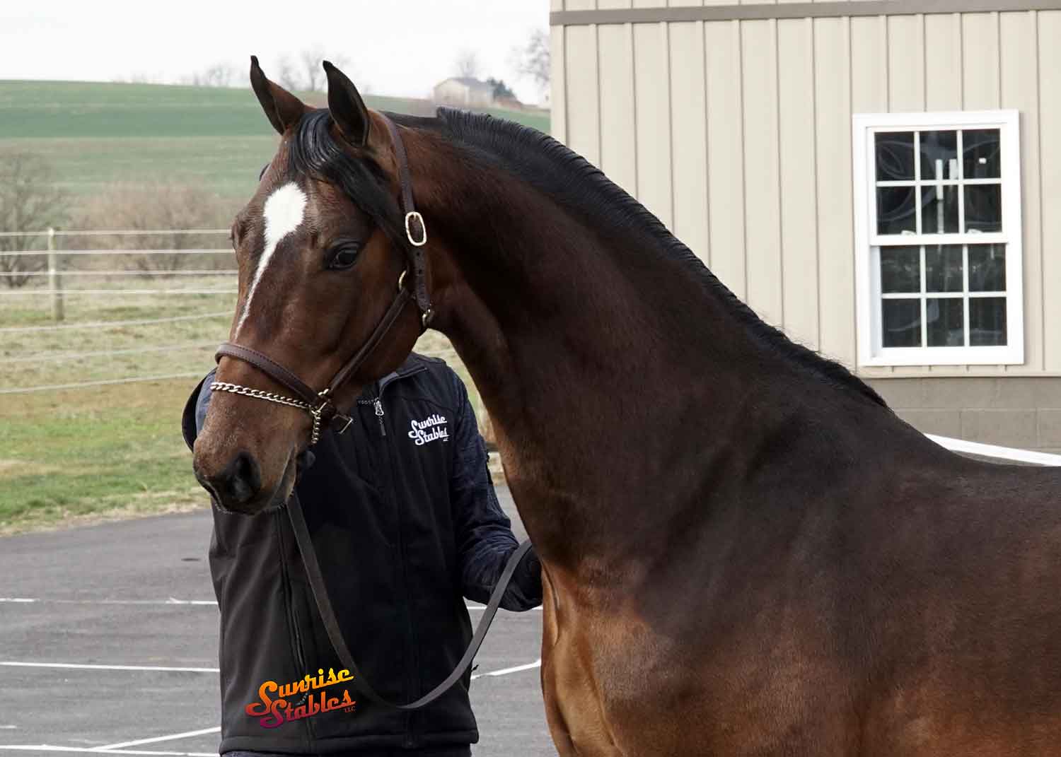 ssllc-genesis-11 SSLLC Genesis, Morgan stallion for sale