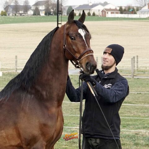 SSLLC Genesis, Morgan stallion for sale