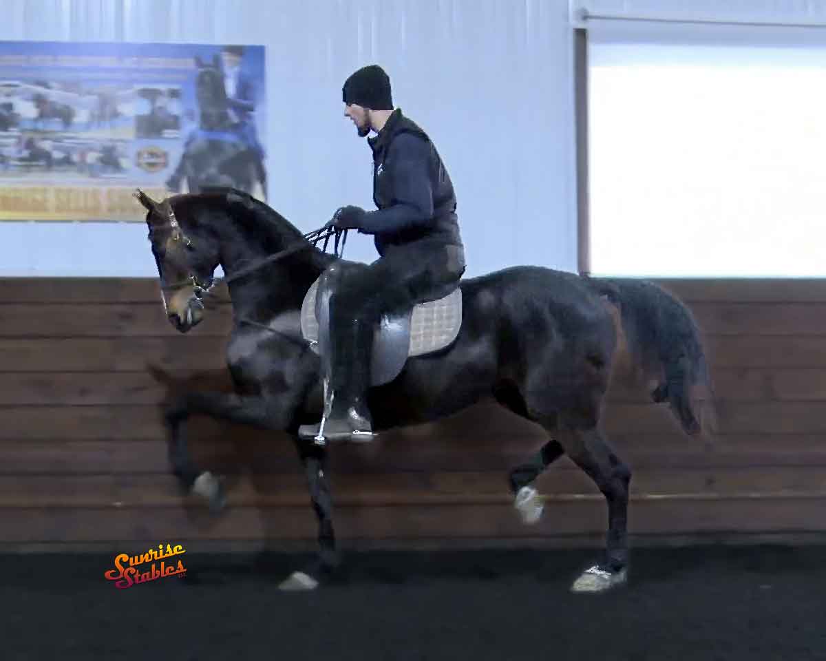 Double W Hot Trotter