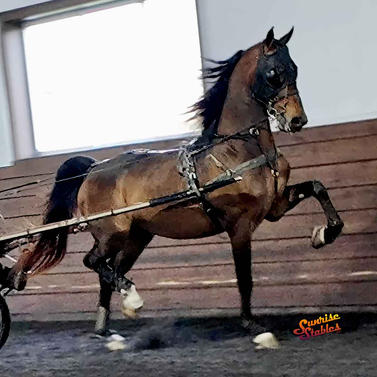 TMW Traffic Citation